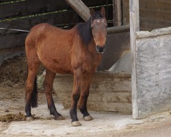 horse Jilfan Nadira ox (Arabian thoroughbred, 1993, from Noreyeff ox)