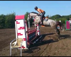 jumper Darling (Bulgarian Warmblood, 2010, from Diktor)