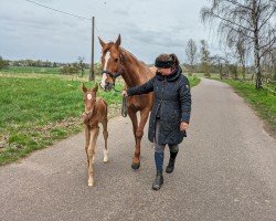 foal by Bertold Brecht NF (German Sport Horse, 2024, from Be my Dancer)