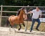 stallion Springfire's Young Love Star (Welsh mountain pony (SEK.A), 2016, from Ysselvliedt's Yavenduma)