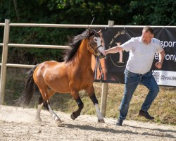 Deckhengst Springfire's Young Love Star (Welsh Mountain Pony (Sek.A), 2016, von Ysselvliedt's Yavenduma)