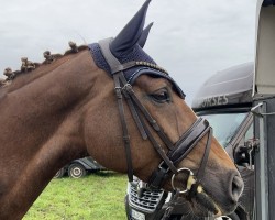 broodmare Quenny Valdez (Oldenburg, 2018, from Sir Donnerhall I)