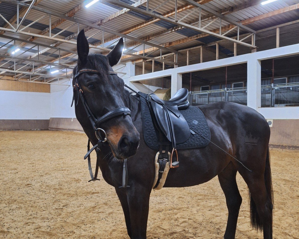 jumper Clint THC (Zangersheide riding horse, 2016, from Cornetto du Domaine)