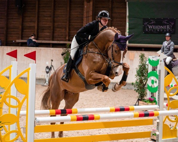 Springpferd Heyoka di Fosso (Schweizer Warmblut, 2019, von Hickstead White)