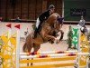 Springpferd Heyoka di Fosso (Schweizer Warmblut, 2019, von Hickstead White)