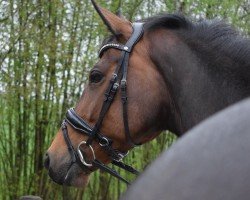 broodmare Deskaya (Westphalian, 2016, from Dressage Royal)