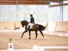 dressage horse Diamond Blue BB (Oldenburg, 2014, from Diamond Hit)