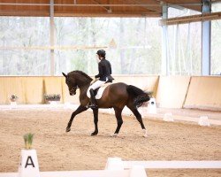 dressage horse Diamond Blue BB (Oldenburg, 2014, from Diamond Hit)