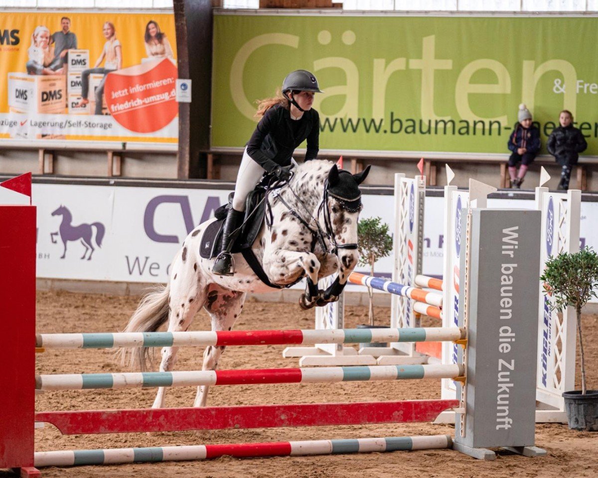 dressage horse Lots of Dots 6 (Pony without race description, 2016)
