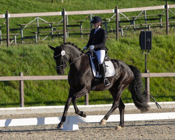 dressage horse For Happiness 5 (Oldenburg, 2017, from For Romance I)