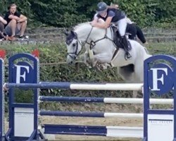 jumper Loxley des Aucels Z (Zangersheide riding horse, 2013, from Lux Z)