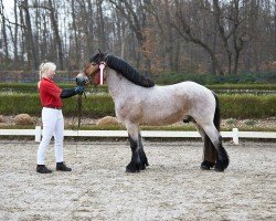 Pferd Alfred (Rheinisch-Deutsches Kaltblut, 2021, von Achenbach 2654)