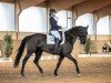 dressage horse Finest Filou (Westphalian, 2016, from Finest)