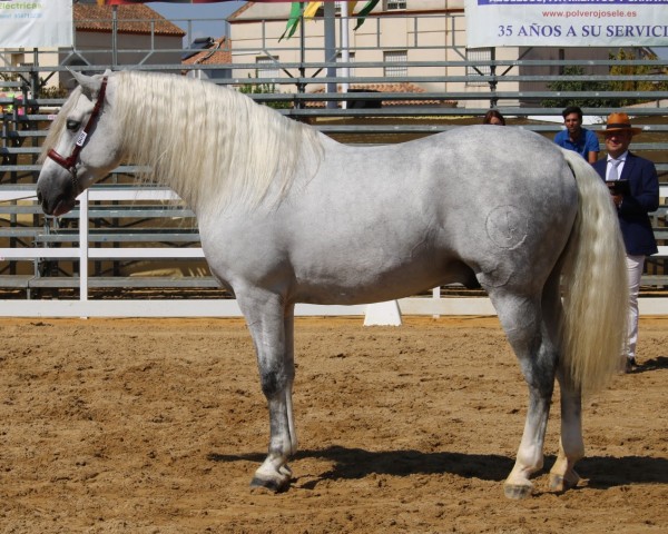 horse Suyal Bohemio (Pura Raza Espanola (PRE), 2014, from Fer Bago)