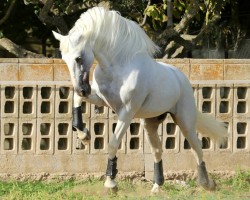 stallion Fer Bago (Pura Raza Espanola (PRE), 2007, from Fer Tempranillo)