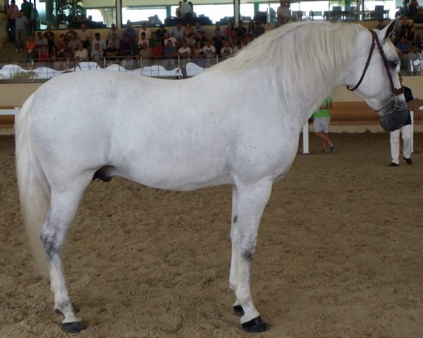 horse Fer Pocholo (Pura Raza Espanola (PRE), 2003, from Mañoso II)