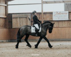 dressage horse Dancing Queen B 6 (Friese, 2016, from Basilius)