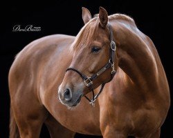 jumper Vitalo Grande (Hanoverian, 2015, from Viscount 22)