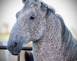 Pferd Pluto Sabella IV (Lipizzaner, 2009, von Pluto Sonora II)