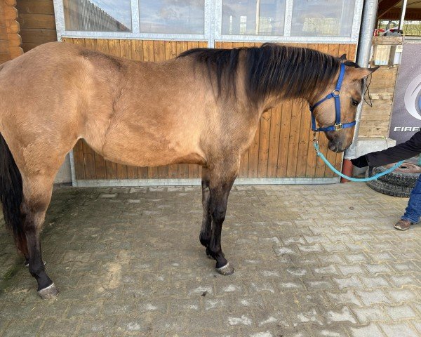 Pferd Hancocks Sweetie (Quarter Horse, 2022)