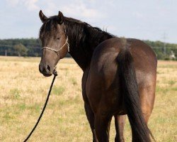 Pferd Happy (Quarter Horse, 2018)