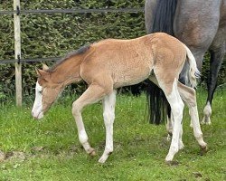 foal Metallic Volt Beat (Quarter Horse, 2024)