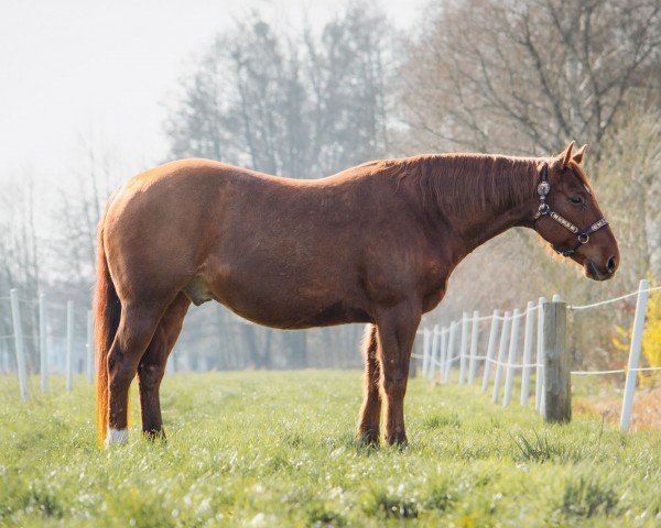 horse Thyras O Lena (Quarter Horse, 2014)