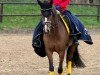 broodmare Heitholms Devina (German Riding Pony, 2017, from Dreidimensional AT NRW)