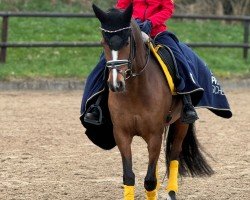 Zuchtstute Heitholms Devina (Deutsches Reitpony, 2017, von Dreidimensional AT NRW)