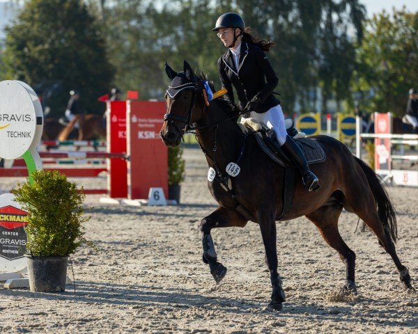 jumper Daisy D'onore (Hanoverian, 2013, from Don Darius)