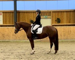 dressage horse It's me Inge (Oldenburg, 2019, from Asgard's Ibiza)