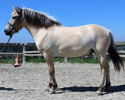 horse Jumper (Fjord Horse, 2013, from Jonnson)