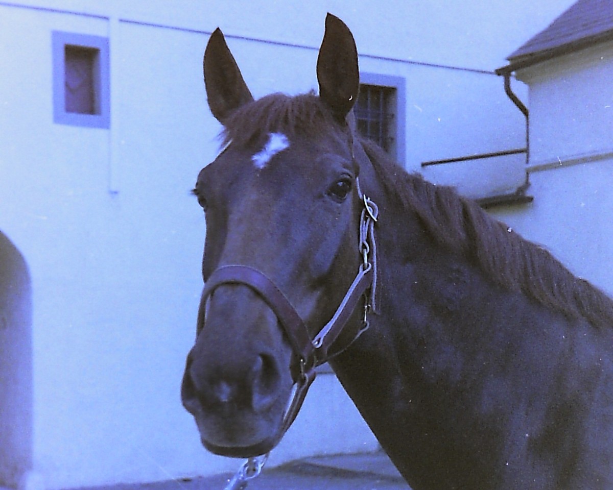 broodmare Gonduell (Westphalian, 1976, from Goya)