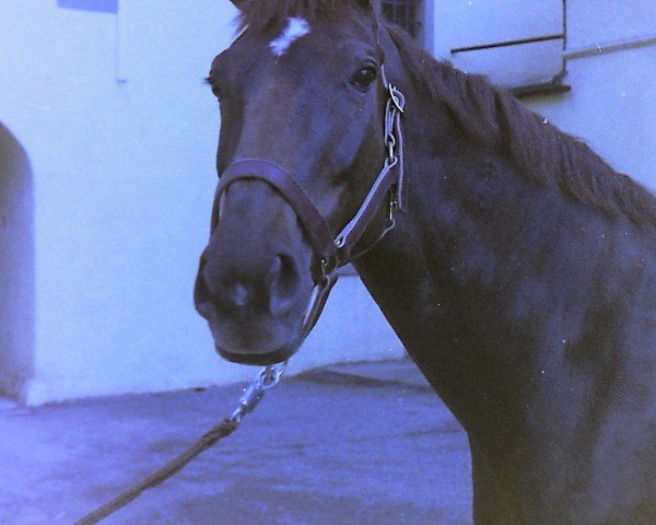 broodmare Gonduell (Westphalian, 1976, from Goya)