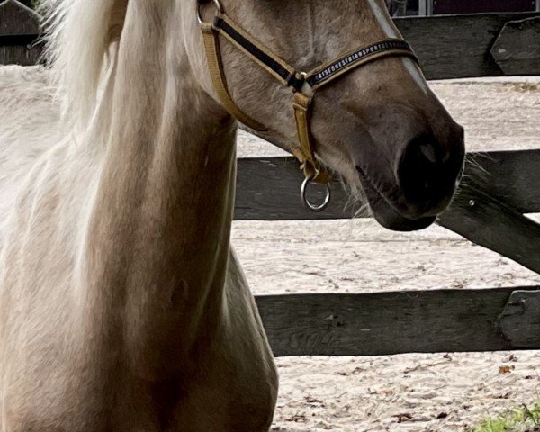 horse poker (Oldenburg show jumper, 2023, from Krem)