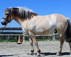 dressage horse Kavalino (Fjord Horse, 2013, from Kalino)