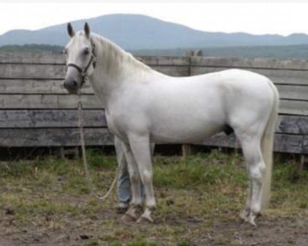 Deckhengst Pluto Sonora II (Lipizzaner, 1998, von 404 Pluto III Bonita III)