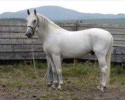 stallion Pluto Sonora II (Lipizzaner, 1998, from 404 Pluto III Bonita III)