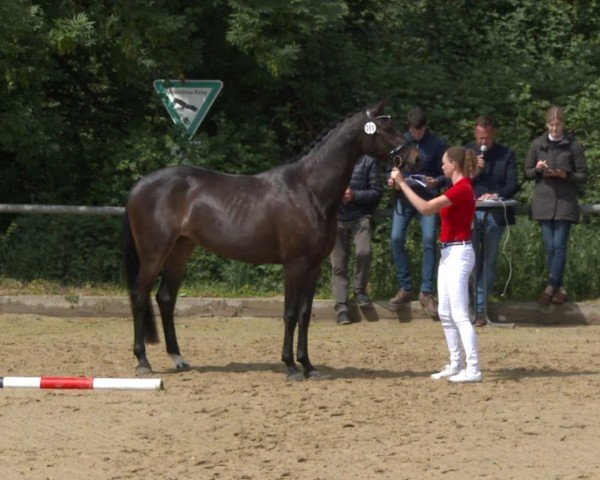 broodmare Délia de Allemagne dk (Hanoverian, 2019, from D'Egalite)