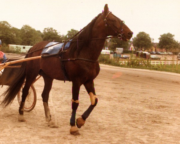 horse Garos (FR) (French Trotter, 1972, from Quito (FR))