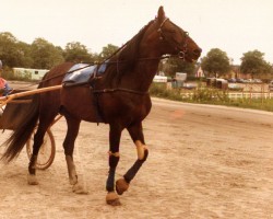 Pferd Garos (FR) (Französischer Traber, 1972, von Quito (FR))