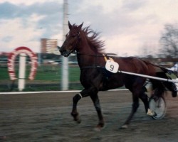 broodmare Patrizia (DE) (German trotters, 1973, from True Boy)