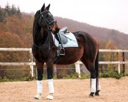 dressage horse Arthus M (Trakehner, 2008, from Aristo)