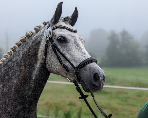 dressage horse Sunny Day Vom Breuberg (German Riding Pony, 2016, from Sunny Boy S 2)