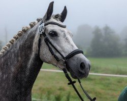 Dressurpferd Sunny Day Vom Breuberg (Deutsches Reitpony, 2016, von Sunny Boy S 2)