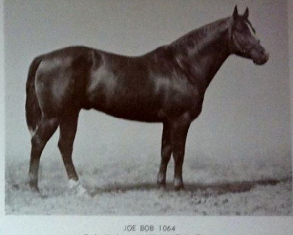 stallion Joe Bob (Quarter Horse, 1940, from Joe Reed)