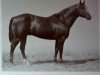 Deckhengst Joe Bob (Quarter Horse, 1940, von Joe Reed)