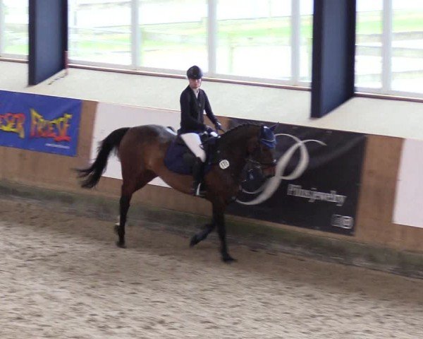 Reitturnier Niebüll - Jumping Team Nord 2024