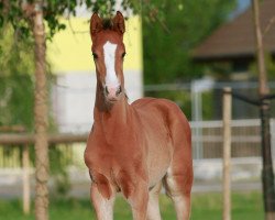 Springpferd Stakki Boy-Kl (Westfale, 2016, von Stakkato Gold)