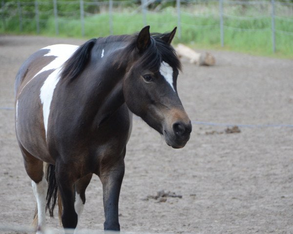 Pferd Lynn (Pinto/Pony, 2010, von Shayan)